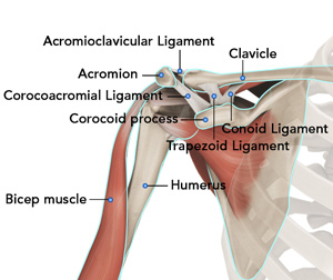 Normal Anatomy of the Shoulder Joint