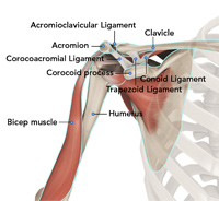 Normal Anatomy of the Shoulder Joint